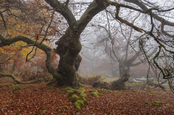Beech in Hutewald Halloh, Hesse, Germany