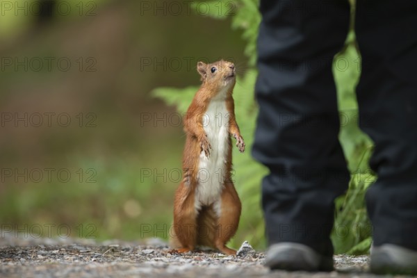 Red squirrel (Sciurus vulgaris) adult animal looking up at a human, Yorkshire, England, United Kingdom