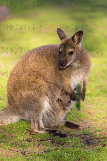 Red-necked wallaby or Bennett's wallaby (Macropus rufogriseus) with cub in her pouch, sits on a green meadow