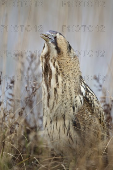 Eurasian Bittern (Botaurus stellaris), Burgenland, Austria