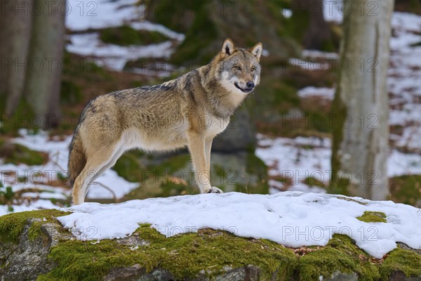 A wolf on a rock covered with snow, surrounded by trees, Wolf (Canis Lupus), Germany