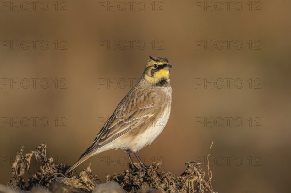 Horned Lark (Eremophila alpestris), Schleswig-Holstein, Germany