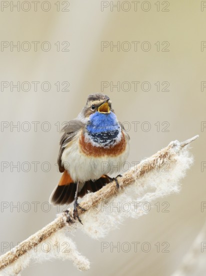 Bluethroat (Luscinia svecica cyanecula) male singing from cattail, Netherlands