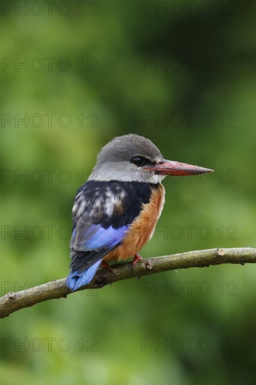 Grey-headed Kingfisher, Halcyon leucocephala, Botswana, Chobe NP