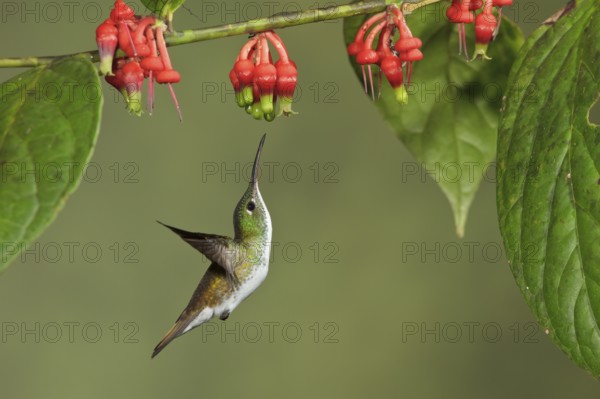 Andean Emerald hummingbird (Amazilia franciae) flying while feeding at a flower in Ecuador, South America