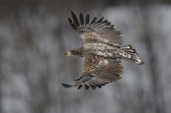 White-tailed Eagle (Haliaeetus albicilla) flying, Hokkaido, Japan