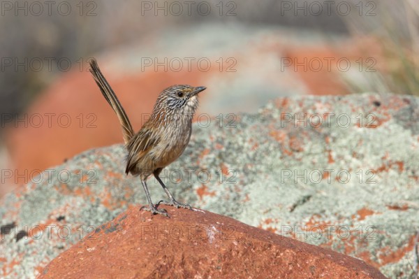 Short-tailed Grasswren (Amytornis merrotsyi), Australia