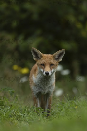 Red fox (Vulpes vulpes) adult animal in grassland countryside in the summer, England, United Kingdom