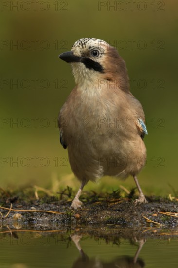 Eurasian Jay (Garrulus glandarius), Utrecht, Netherlands