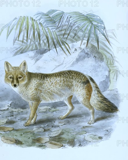 Pampas fox (Lycalopex gymnocercus), Pampas fox, Historical, digitally restored reproduction of a 19th century original, exact date unknown.