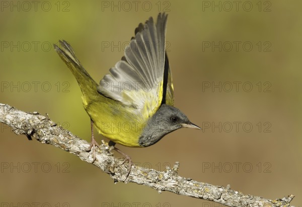 Mourning Warbler (Geothlypis philadelphia) male, Texas, USA