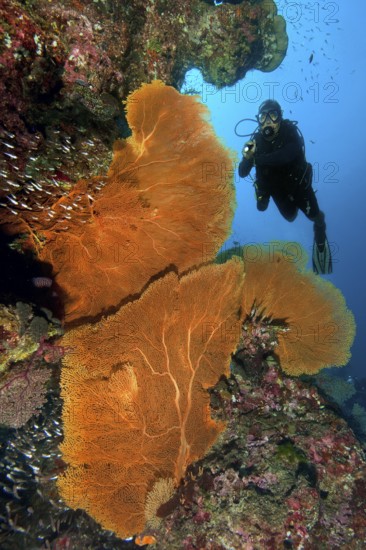 Underwater photo of diver scuba diving looking at three large fan corals (Anella mollis) horn corals gorgonians growing on steep wall drop off in of colourful vibrant intact tropical coral reef, Andaman Sea, Indian Ocean, Similan Islands, Thailand