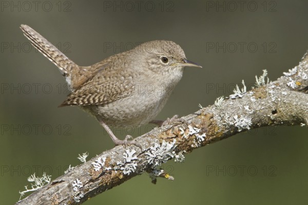 House Wren (Troglodytes aedon), British Columbia, Canada