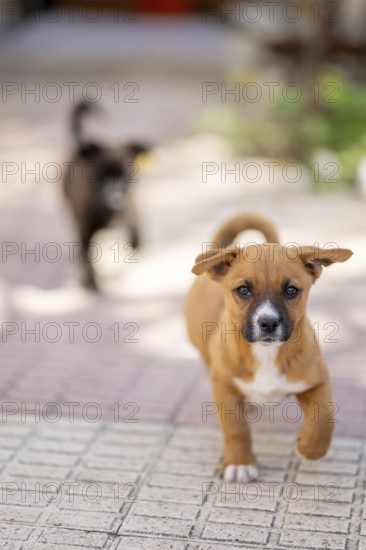 A joyful brown puppy runs energetically on a sunlit patio while a blurred black puppy follows in the background, capturing a moment of playful innocence and fun at home