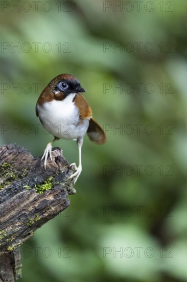 Grey-sided Laughingthrush (Garrulax caerulatus kaurensis), Yunnan, China