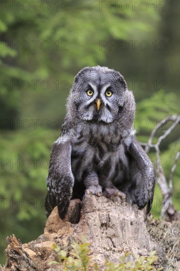 Bearded Owl (Strix nebulosa), adult, alert, perch, Eifel, Germany