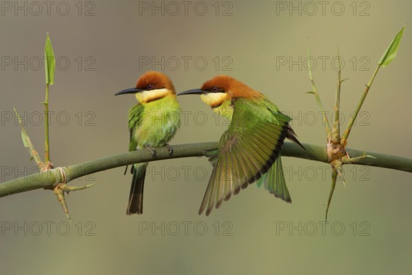 Chestnut-headed Bee-eater (Merops leschenaulti) pair, Darjeeling, India
