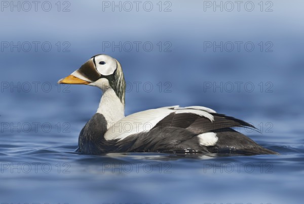 Spectacled Eider (Somateria fischeri) male, Alaska, USA