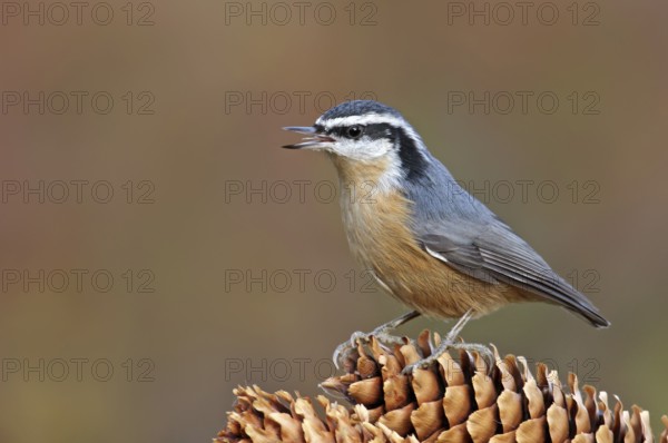 Red-breasted Nuthatch (Sitta canadensis) singing, Saskatchewan, Canada