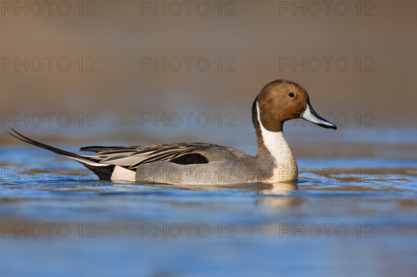 Northern Pintail (Anas acuta) male, British Columbia, Canada