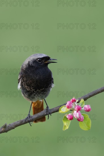 Black Redstart (Phoenicurus ochruros) male, Berlin, Germany