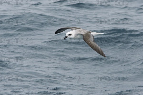 White-headed Petrel (Pterodroma lessonii) flying, Victoria, Australia