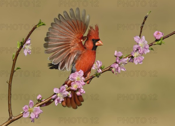 Northern Cardinal (Cardinalis cardinalis) male, Texas, USA