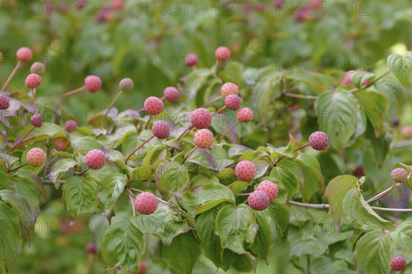 Chinese flowering dogwood (Cornus kousa 'Satomi'), Rombergpark Botanical Garden, Dortmund, North Rhine-Westphalia, Germany