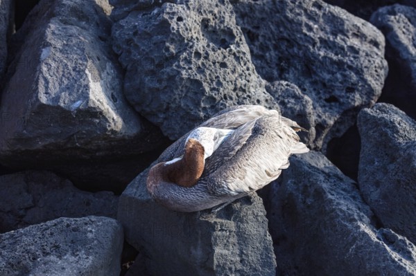 Pelican (Pelecanus), San Cristobal, Galapagos, Ecuador