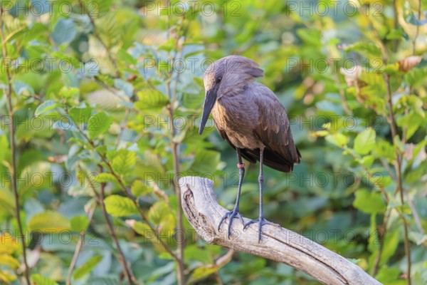 A hamerkop (Scopus umbretta) stands on a branch of a tree. Green vegetation can be seen in the background. Southern half of Africa, Madagascar