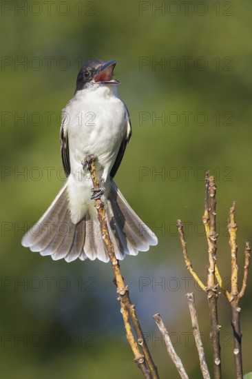 Giant Kingbird (Tyrannus cubensis) perched on a branch in Cuba