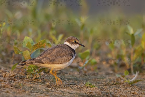 Little Ringed Plover (Charadrius dubius) juvenile, North Rhine-Westphalia, Germany