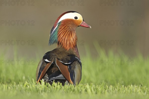 Mandarin Duck (Aix galericulata) male, Zurich, Switzerland