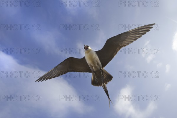 Long-tailed Jaeger (Stercorarius longicaudus) flying, Alaska, USA