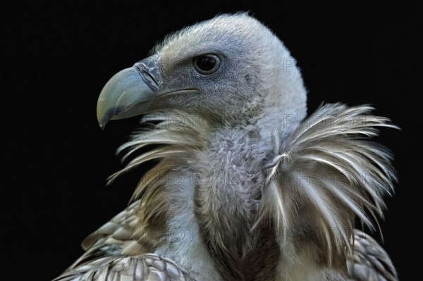 Animals, birds, vultures, griffon vulture, portrait, (Gyps fulvus)
