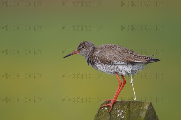 Common Redshank (Tringa totanus), Netherlands