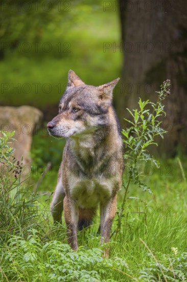 An adult male eurasian gray wolf (Canis lupus lupus) stands at the edge of the forest and watches something