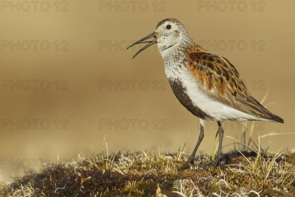Dunlin (Calidris alpina) feeding on the tundra in Northern Alaska