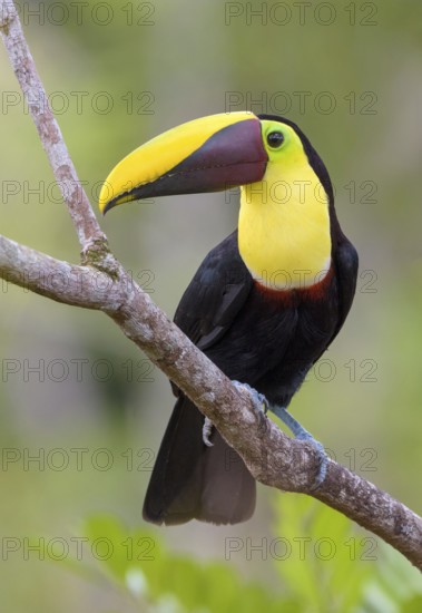 Black-manabilled Toucan (Ramphastos ambiguus) - at Laguna Lagarto Lodge near Boca Tapada, Costa Rica