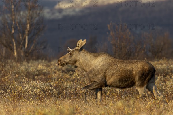 A young moose bull (Alces alces) follows a moose cow with calf at a suitable distance, moose rut, rutting season, autumn, Ruska, September, Norway