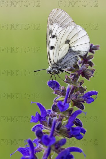 Clouded Apollo, (Parnassius mnemosyne), butterfly family, butterfly, insect, close-up, Lake Neusiedl, Illmitz, Burgenland, Austria