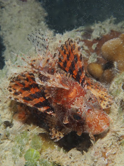 Red Sea Dwarf Lionfish (Dendrochirus hemprichi)