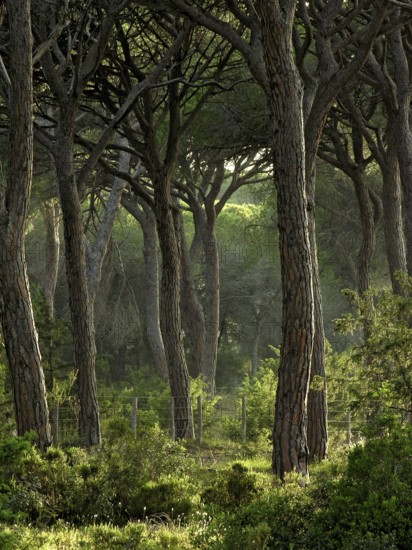 Pine forest, Pineta with dense undergrowth and filigree branches of the treetops, warm evening light, Parco Regionale della Maremma, Maremma nature park Park, Alberese, Province of Grosseto, Tuscany, Italy