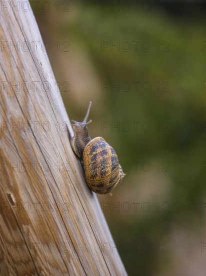 A close-up of a snail moving slowly on a wooden surface in a vineyard in Mallorca, Spain. The image captures the intricate texture of the snail's shell and the wood