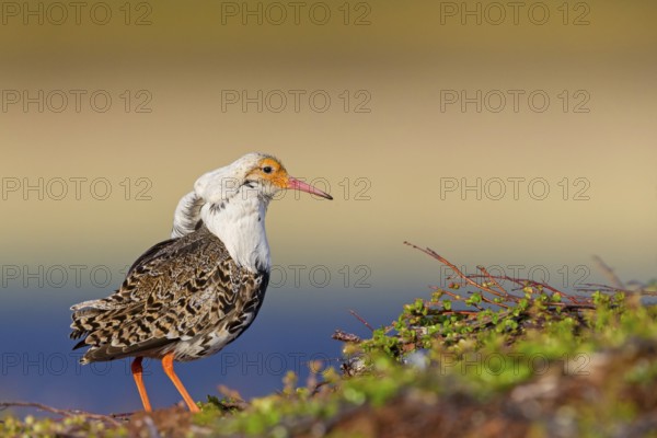Ruff, (Philomachus pugnax), animals, birds, plumage during mating season, snipe bird, courtship, male, mating behaviour, mating season, Varanger, Finnmark, Norway