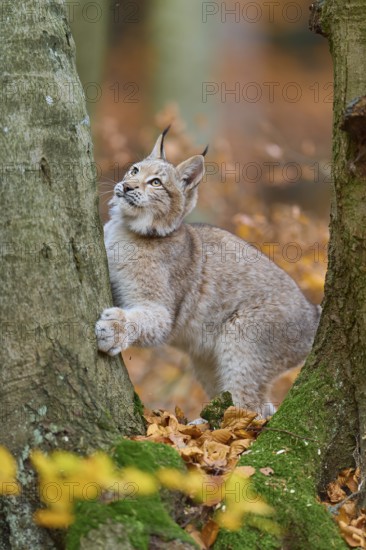 Eurasian lynx (Lynx lynx), climbing on tree trunk in autumn