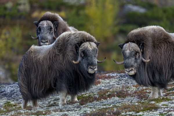Three musk ox bulls (Ovibos moschatus) on Dovrefjell, a total of four males wandering peacefully through the tundra, autumn, Ruska, autumn colours, tundra landscape, Norway