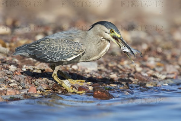 Striated Heron (Butorides striata) with fish prey in its beak, Eilat, Israel
