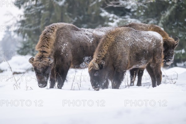 European bison (Bison bonasus) or Wisent standing on a meadow next to the forest in winter, snow, Bavaria, Germany