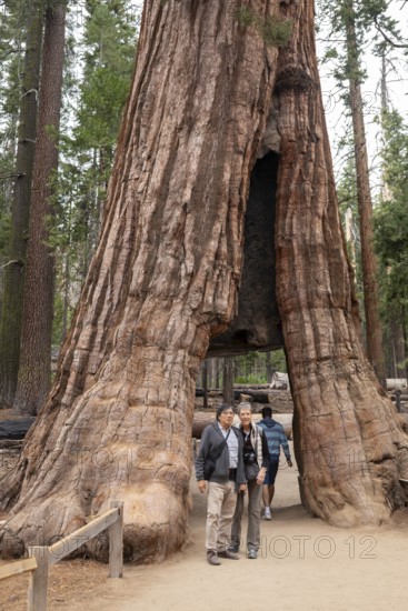 Yosemite National Park, California - The Mariposa Grove of Giant Sequoias (Sequoiadendron giganteum). The California Tunnel Tree is the only still living giant sequoia with a tunnel cut through it. The tunnel was cut in 1895